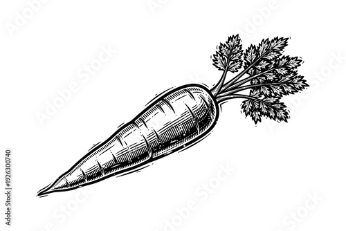 Detailed black and white engraving style carrot with leafy tops