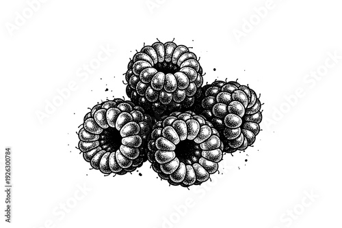 Detailed stippled black and white raspberries with ink splatter art
