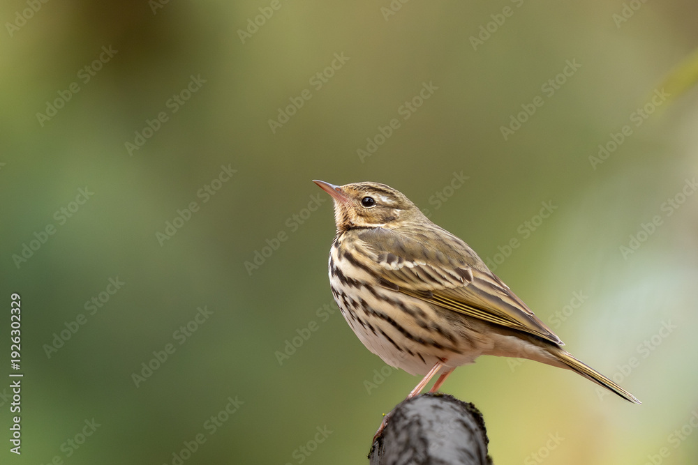 Fototapeta premium 枝に止まる野鳥