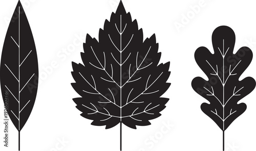Three distinct black leaf silhouettes with white vein patterns on a white background also transparent background