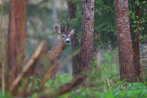 Obraz na płótnie Male roe deer in the forest