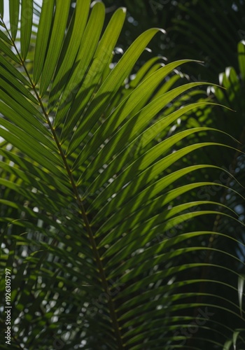 Vibrant Green Palm Frond Detail in Natural Sunlight