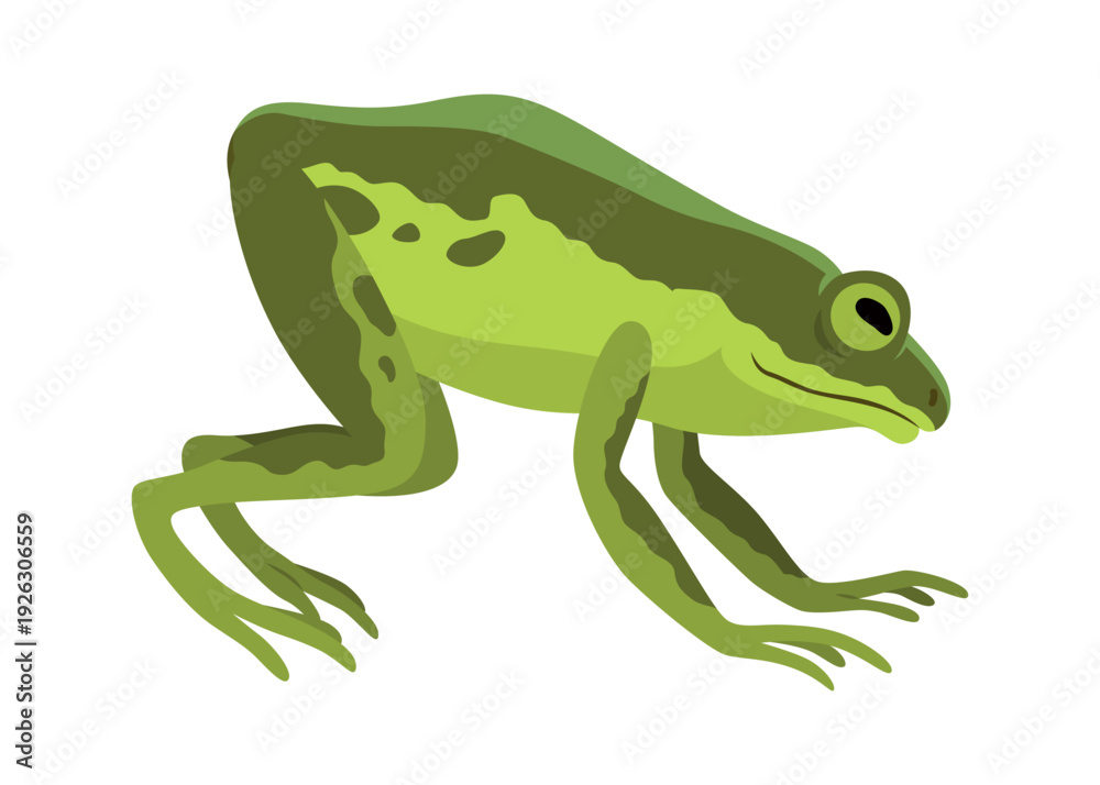 Fototapeta premium Frog jumping animation icon. Sequences or footage for motion design. Cartoon toad jumping, animal movement concept. Frog leap sequence, vector illustration