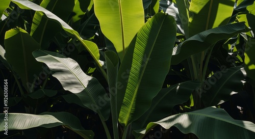 Close Up of Lush Green Banana Leaves in Bright Sunlight