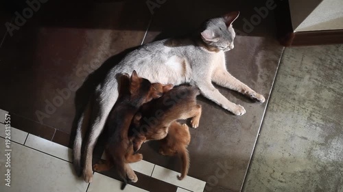 Abyssinian mother cat nursing three kittens on floor, bathed in warm sunlight. Maternal care, bonding and domestic cats life.