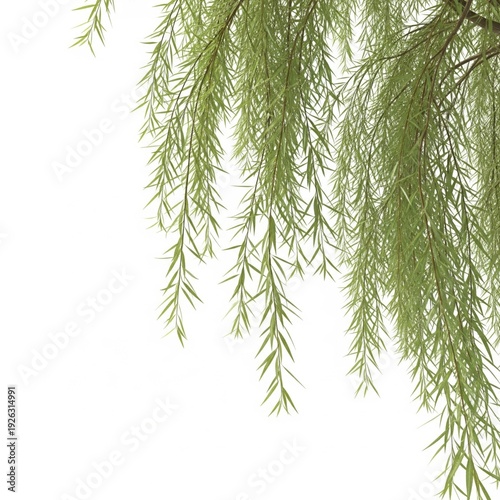 Green Weeping Willow Branches Against a White Background Image
