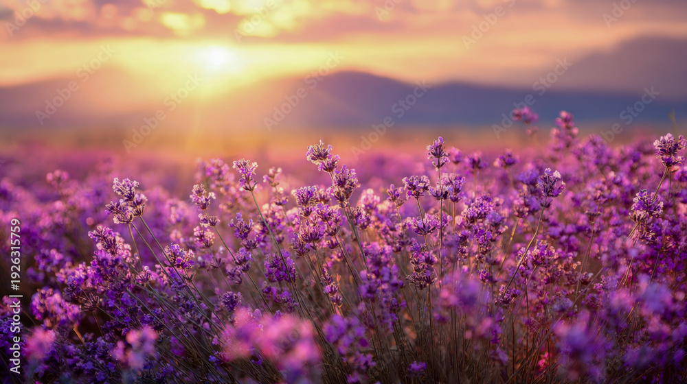 Obraz premium Vibrant purple wildflowers blooming in a vast field under the warm golden light of a setting sun with mountains silhouetted in the distance