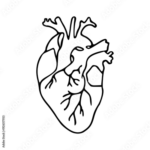 cardiology concept heart sketch for education and art