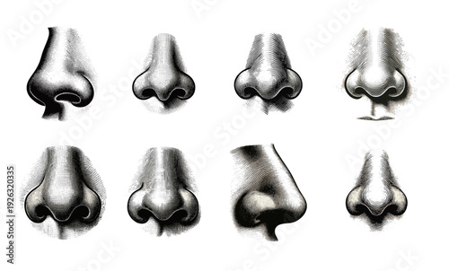 Collection of Human Noses Anatomy Illustrations in Detailed Engraving Style on White Background