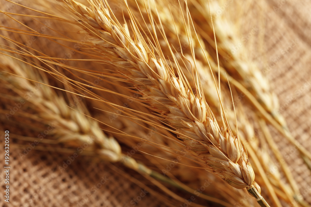 Fototapeta premium Wheat stalks are arranged on burlap fabric in a simple display of rural farming