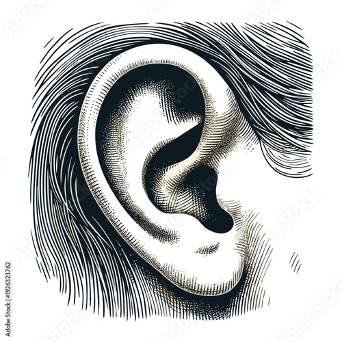 Detailed Vintage Engraving of Human Ear Anatomy