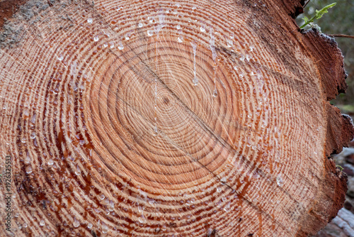 Corte transversal de um tronco de pinheiro exibindo anéis de crescimento concêntricos e gotas de resina cristalina