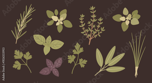 Collection of Fresh Culinary Herbs and Spices for Cooking.