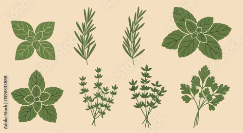 Collection of Fresh Green Culinary Herbs Isolated on Beige Background.