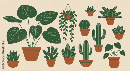 Collection of various potted houseplants and cacti in terracotta pots.