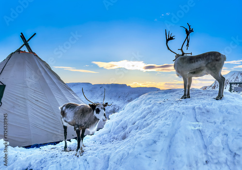 Rentiere am  Nordkap