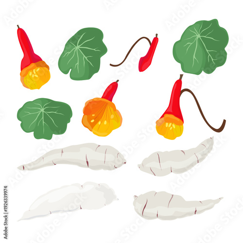 Mashua Andean Tuber Root Vegetable