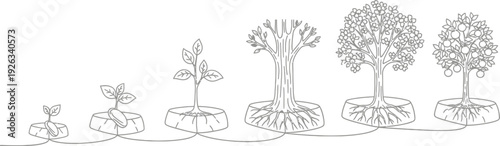 The growth cycle of a tree from a seedling to a mature fruit-bearing tree.