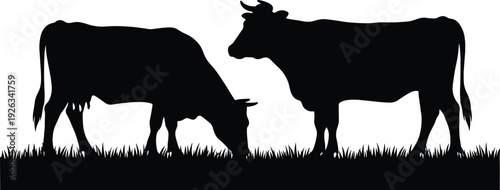 Cow silhouettes grazing on grass meadow, farm cattle livestock vector illustration, rural agriculture scene with two bovine animals isolated on white background, pastoral farming concept