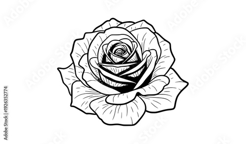 Vintage White and Blush Rose Floral Vector Illustration
