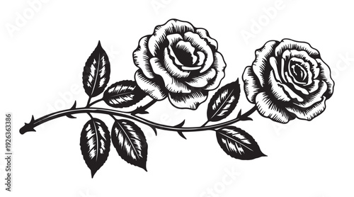 Two elegant rose flowers on stem with leaves and thorns isolated on white background beautiful floral element
