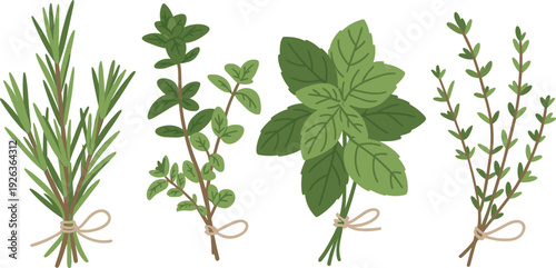 Fresh rosemary oregano basil and thyme herbs illustration, minimalist flat culinary plant set isolated on white background vector