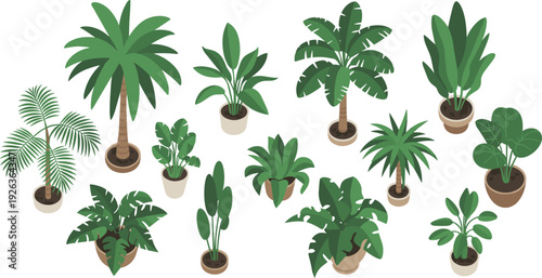 Isometric tropical and indoor houseplants collection, flat vector set of potted palm banana monstera decorative plants isolated background