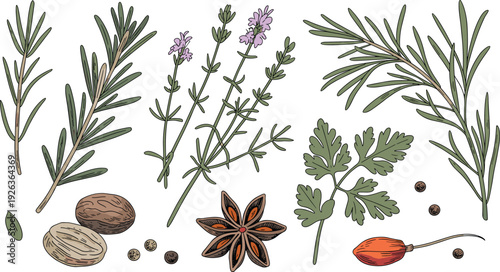 Hand drawn botanical herb and spice illustration set, detailed rosemary thyme parsley nutmeg star anise isolated background