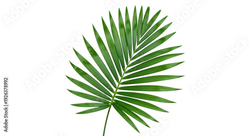 Photo-realistic Isolated Green Tropical Palm Leaf. Nature Botanical Studio Shot.