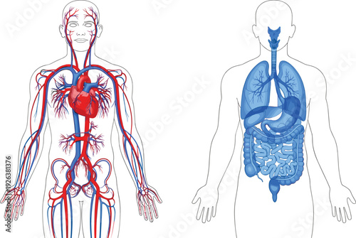Detailed human anatomy circulatory and digestive system diagrams, male and female body silhouettes, and modern city skyscraper skyline vector illustrations.