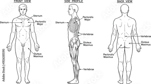 Detailed human anatomy diagram set with front side back views plus male and female body silhouettes for medical and fitness education.