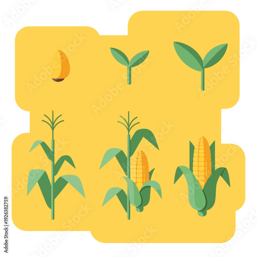 Corn Growth Stages