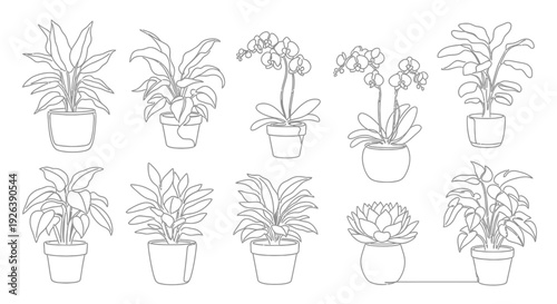 Outline Collection of Diverse Potted Houseplants in Pots, Vector Art