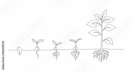 Life Cycle of a Plant: From Seed Germination to Mature Plant Growth