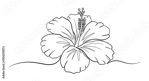 Minimalist Outline of a Hibiscus Flower on a Simple Curved