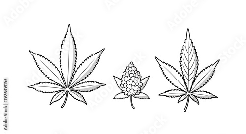 Vector Illustrations of Cannabis Leaves and Bud, Botanical Art