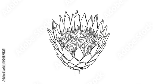 Elegant King Protea Flower Art, Botanical Illustration of South Africa's National Flower