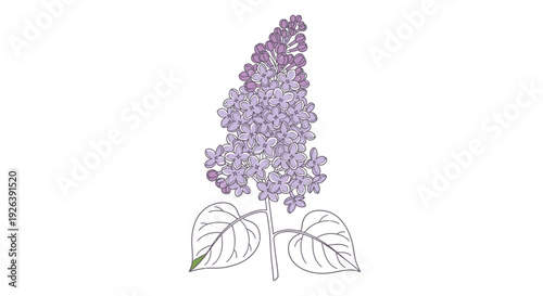 A detailed illustration of a blooming lilac flower with green leaves on a white background.
