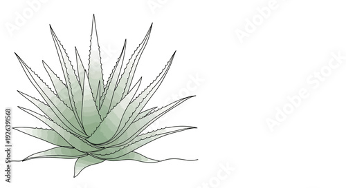 A detailed illustration of a vibrant green aloe vera plant with spiky leaves, presented in a clean, minimalist style.