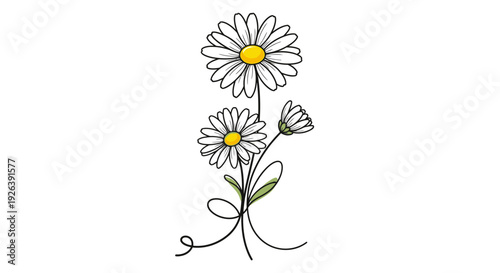 A delicate illustration of three white daisies with yellow centers, tied together with a simple green ribbon and bow.