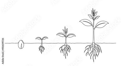Illustration showing the stages of plant growth from a seed to a mature plant with a developed root system.