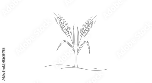 A minimalist line drawing of two wheat stalks with leaves and roots on a white background.