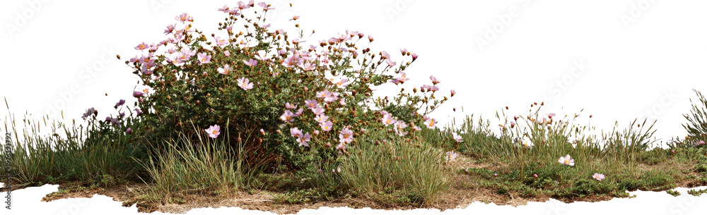 Naklejka premium Wild Rose Bush Flourishing in a Natural Meadow Under Sunlight