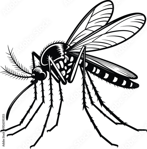 High-resolution black and white mosquito vector illustration showing detailed anatomy, wings, legs, antennae, and striped abdomen, 
