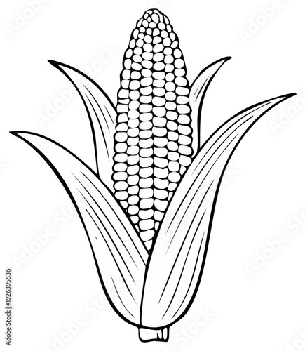 Corn on the cob hand-drawn illustration, fresh produce, outline drawing, vector illustration