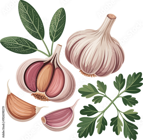 Garlic bulbs and cloves with parsley and sage herbs isolated on white background