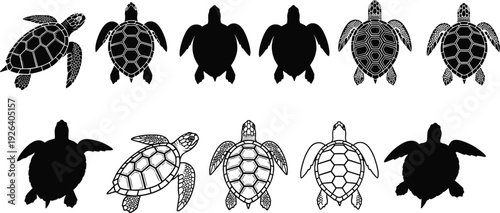 Set of Sea Turtle Silhouettes and Detailed Line Art Illustrations Featuring Various Species of Marine Tortoises Isolated on White Background for Tropical Design