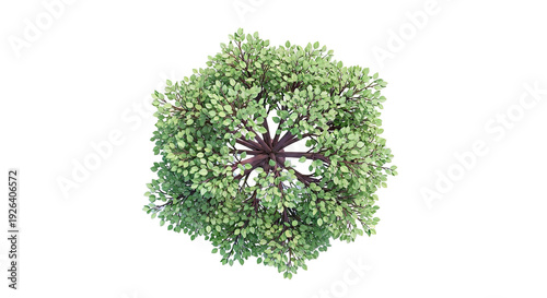 Top-down view of a deciduous tree with green leaves