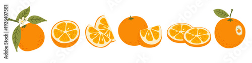 Fresh orange fruit set with leaves, flowers, ripe oranges whole and sliced. Collection of ripe citrus elements. Vector food illustration isolated on white background