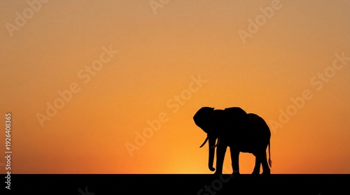 Thai elephant in tropical forest at golden sunset